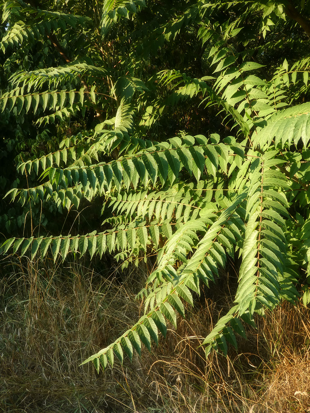 Image of Ailanthus altissima specimen.