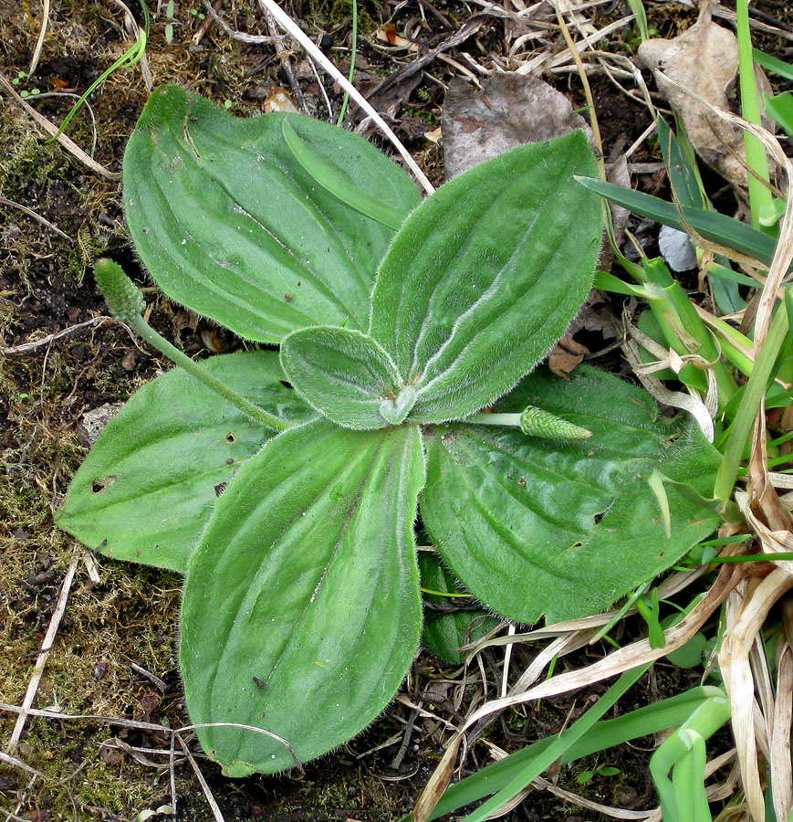 Image of Plantago media specimen.