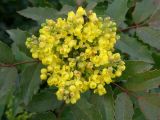 Mahonia aquifolium. Цветущее соцветие. Окр. Томска, дачный участок. 23 мая 2011 г.