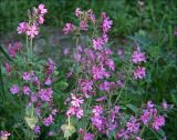 Melandrium dioicum