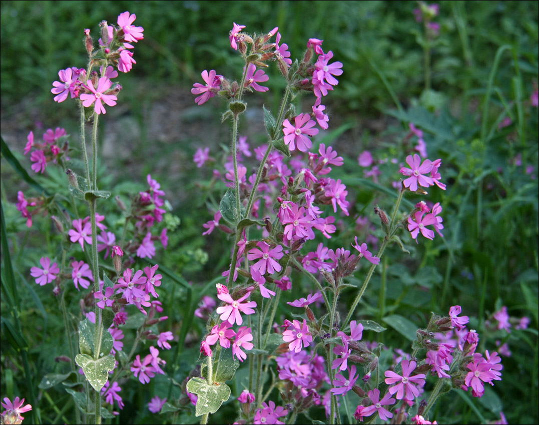 Изображение особи Melandrium dioicum.