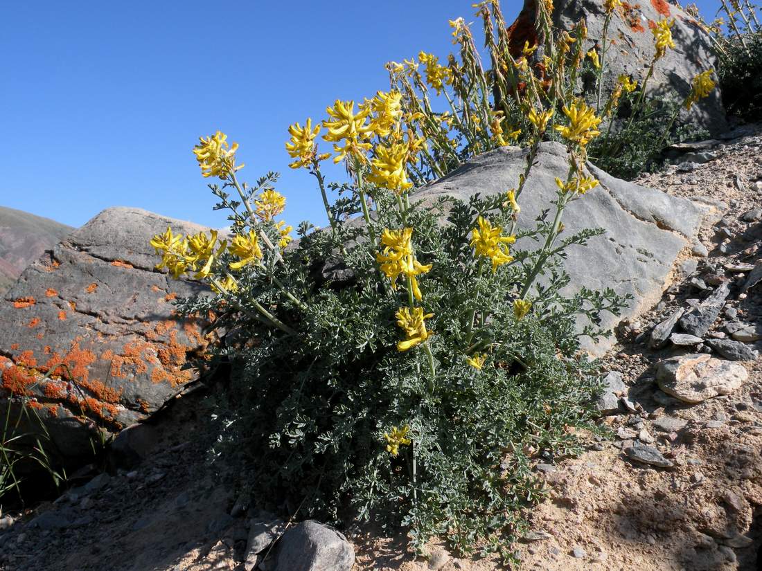 Изображение особи Corydalis stricta.