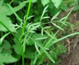 Chaerophyllum prescottii