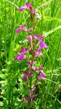 Anacamptis laxiflora подвид elegans. Соцветие. Крым, окр. с. Перевальное, ручей, впадающий в Аянское водохранилище. 30 июня 2011 г.