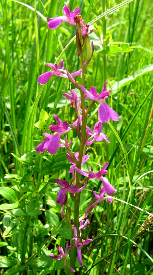 Изображение особи Anacamptis laxiflora ssp. elegans.