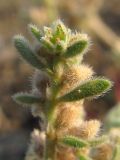 Herniaria incana variety angustifolia. Верхушка побега. ЮВ Крым, Карадаг, Береговой хребет. 27 июля 2011 г.