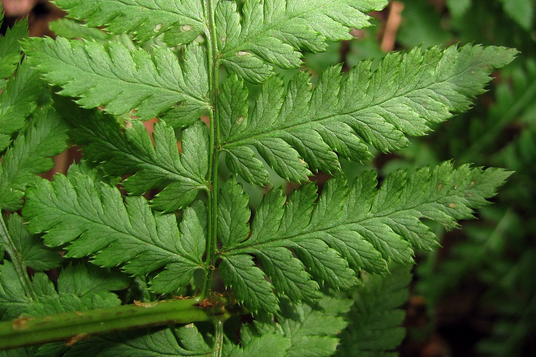 Image of Dryopteris carthusiana specimen.