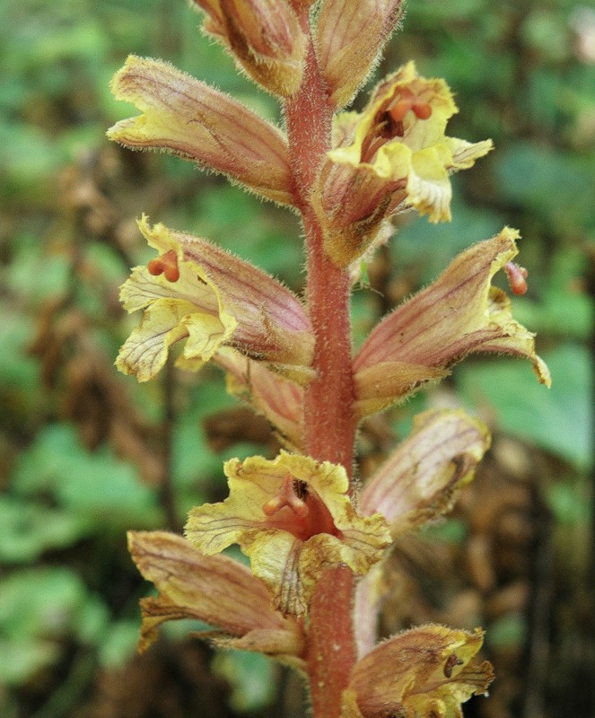 Изображение особи Orobanche laxissima.