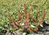 Rumex marschallianus. Растение на краю поля вблизи сырого кювета. Краснодарский край, Кущёвский р-н, станица Шкуринская. 27.09.2011.