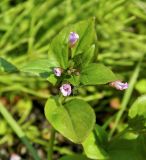 Epilobium hornemannii. Верхушка цветущего растения. Полярный Урал, долина большой Хойлаю, берег небольшого ручья. 22.07.2011.