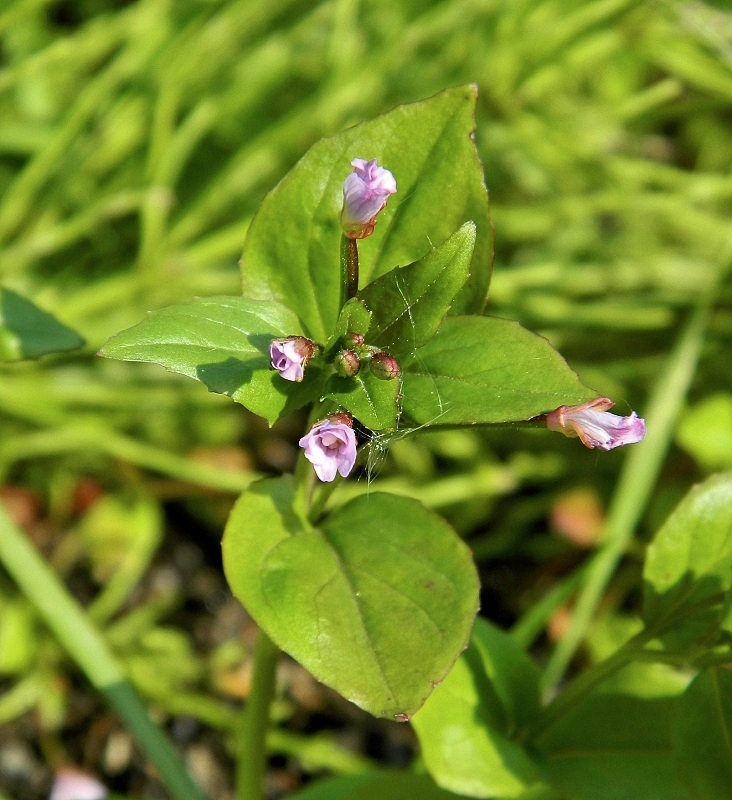 Image of Epilobium hornemannii specimen.