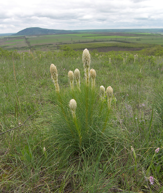 Image of Asphodeline taurica specimen.