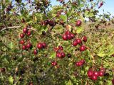 Crataegus ambigua. Ветвь со зрелыми плодами. Саратовская обл., Саратовский р-н, в каменистой степи на пологом склоне. 24 сентября 2011 г.