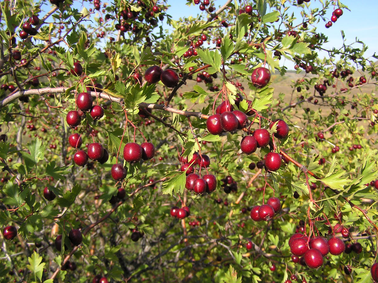 Изображение особи Crataegus ambigua.