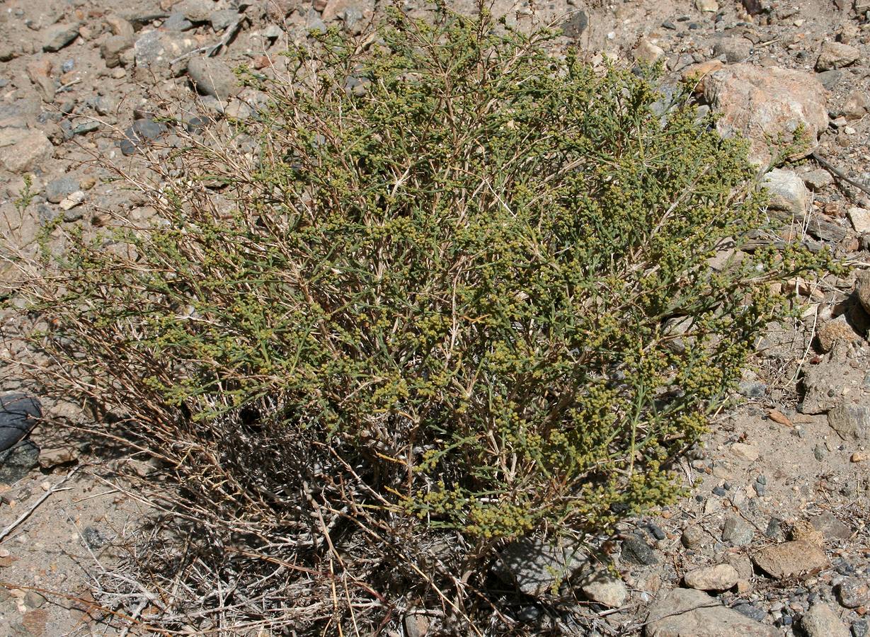 Изображение особи семейство Chenopodiaceae.