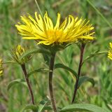 Inula hirta. Верхушки побегов с раскрывшимся и нераскрывшимися соцветиями. Донецкая обл., Красноармейский р-н, окр. с. Калиново. 08.06.2008.