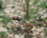 Deutzia scabra