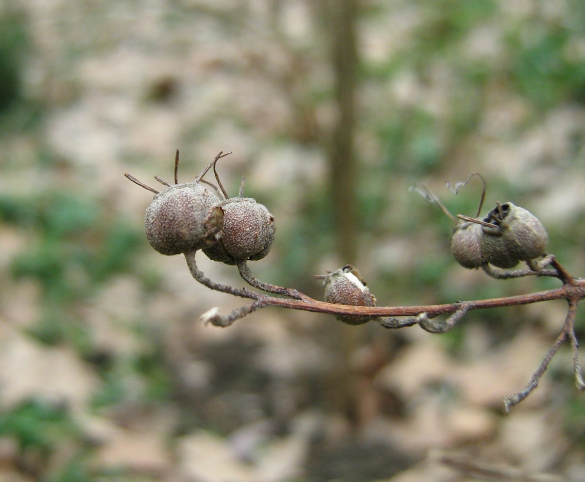 Image of Deutzia scabra specimen.