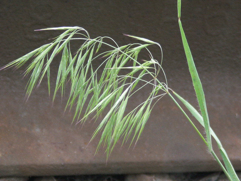 Image of Anisantha tectorum specimen.