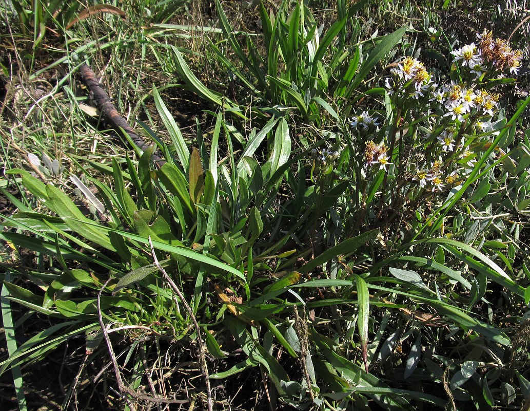 Изображение особи Tripolium pannonicum ssp. tripolium.