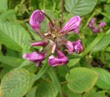 Pedicularis resupinata. Соцветие. Хабаровский край, Ванинский р-н, окр. пос. Высокогорный. 06.08.2005.