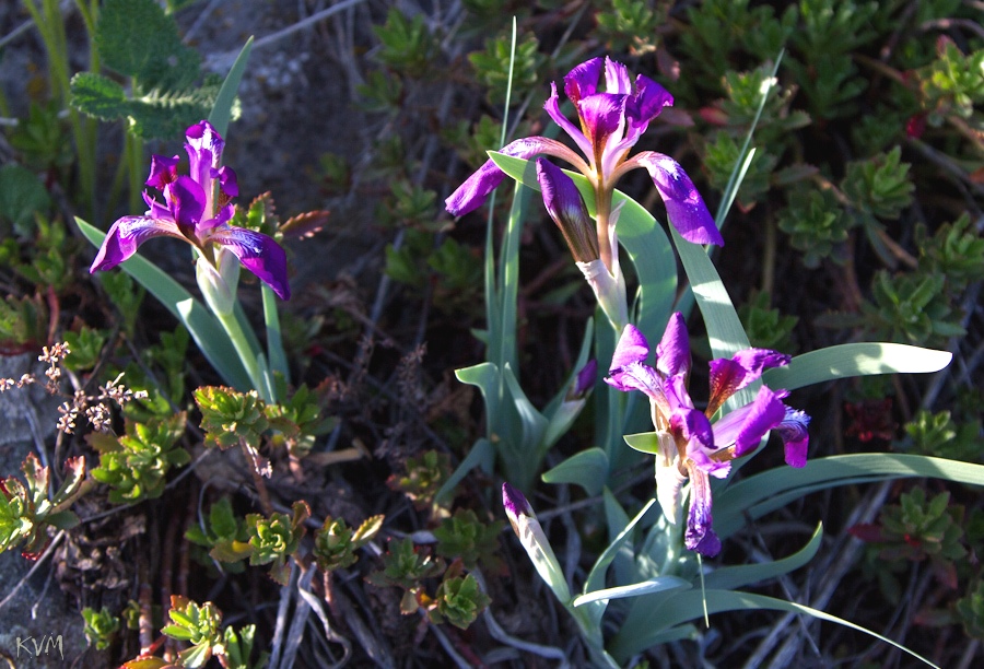 Изображение особи Iris glaucescens.