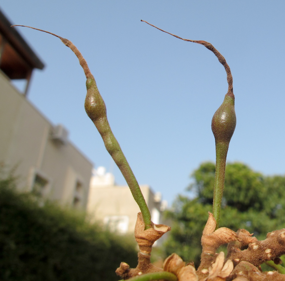 Image of Erythrina corallodendron specimen.