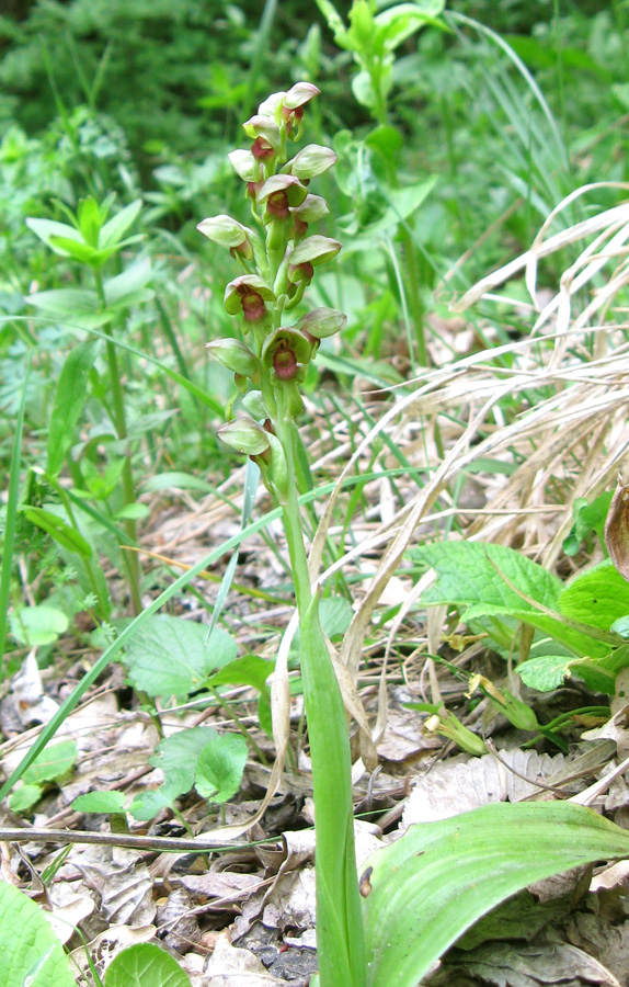 Image of Steveniella satyrioides specimen.