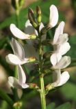 Astragalus subspecies graniticus