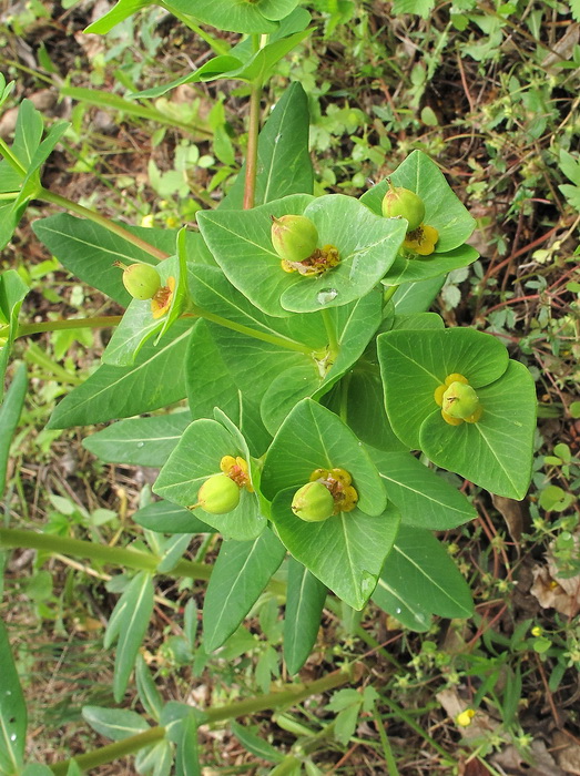 Image of Euphorbia komaroviana specimen.
