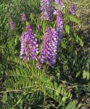 Vicia tenuifolia. Цветущее растение. Казахстан, Восточно-Казахстанская область; Западный Алтай, скл. Ульбинского хребта, окр. с. Ушановское. 29.05.2012.