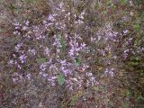 Limonium scoparium