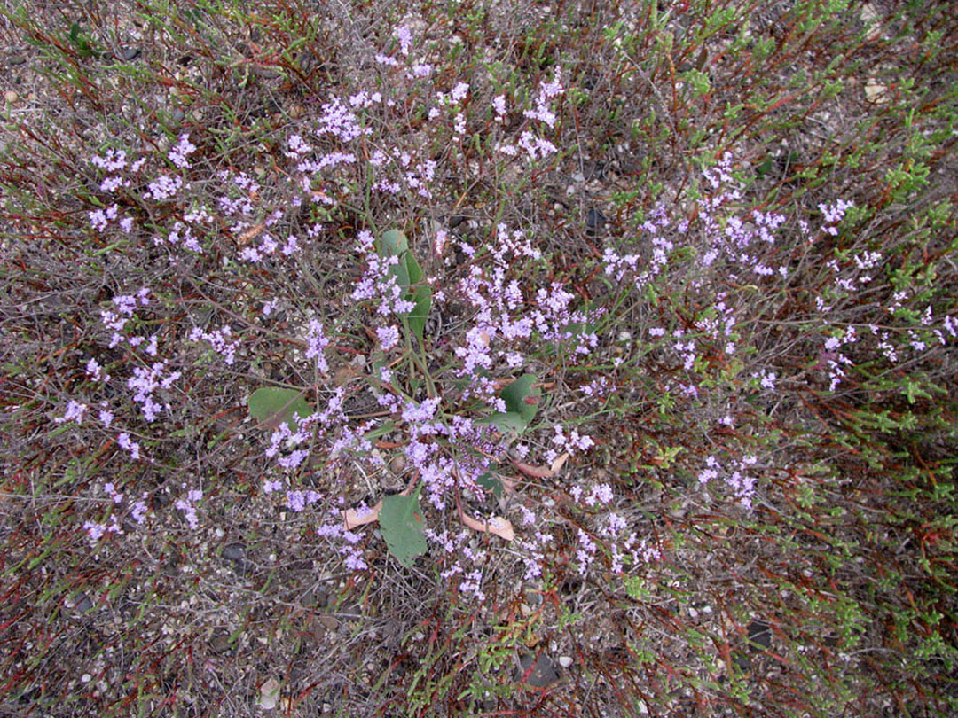 Изображение особи Limonium scoparium.