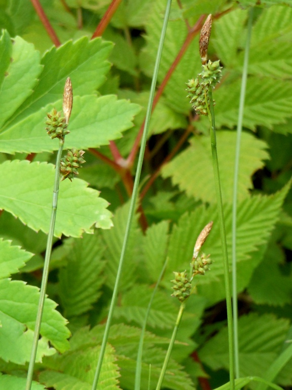 Изображение особи Carex pseudosabynensis.