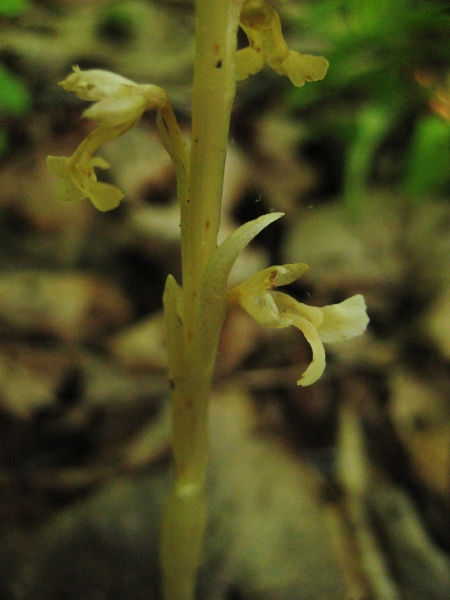 Image of Neottia papilligera specimen.