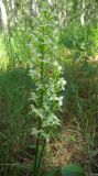 Platanthera chlorantha