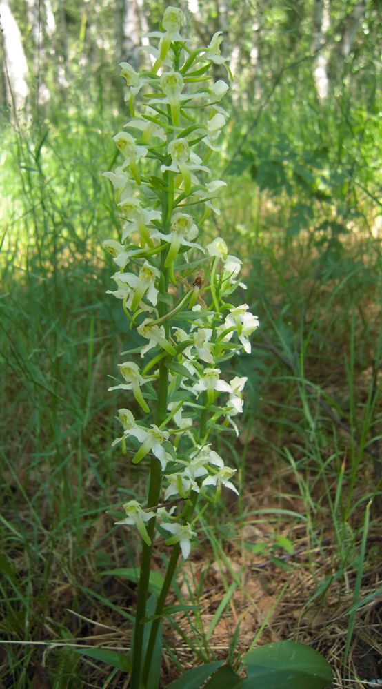 Изображение особи Platanthera chlorantha.