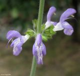Salvia forskahlei
