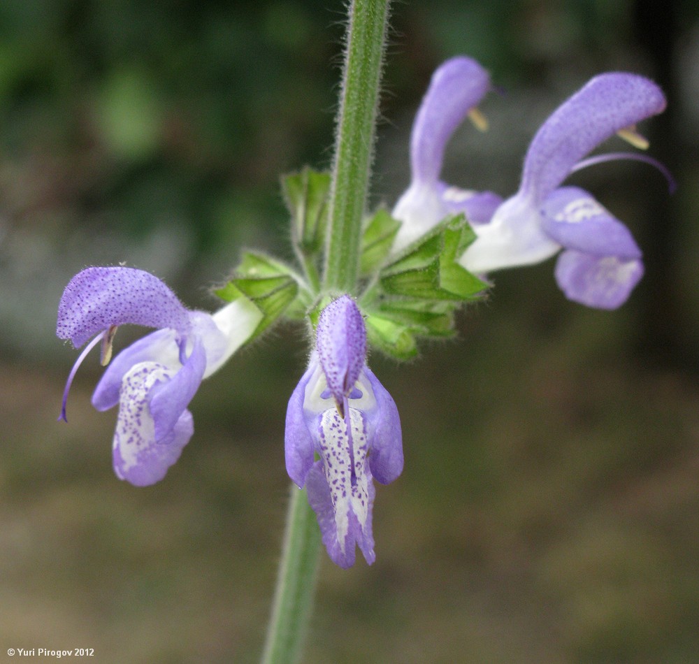 Изображение особи Salvia forskahlei.