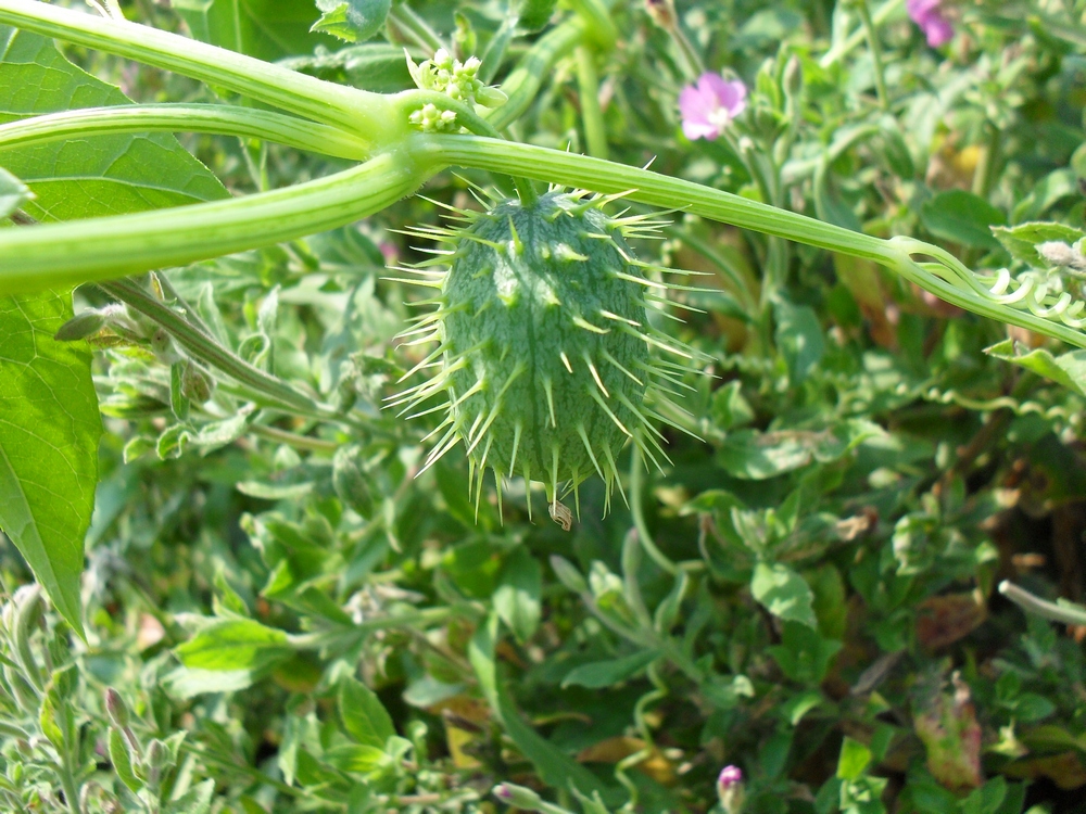 Изображение особи Echinocystis lobata.