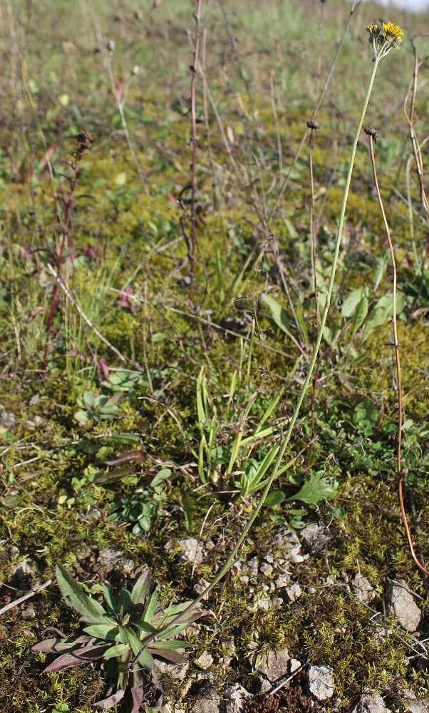 Image of Pilosella cymella specimen.