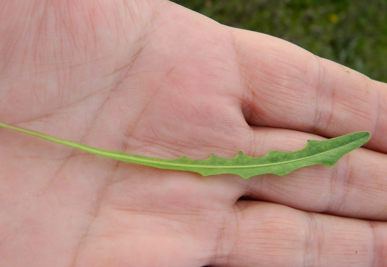 Image of Scorzoneroides autumnalis specimen.