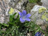 Campanula biebersteiniana