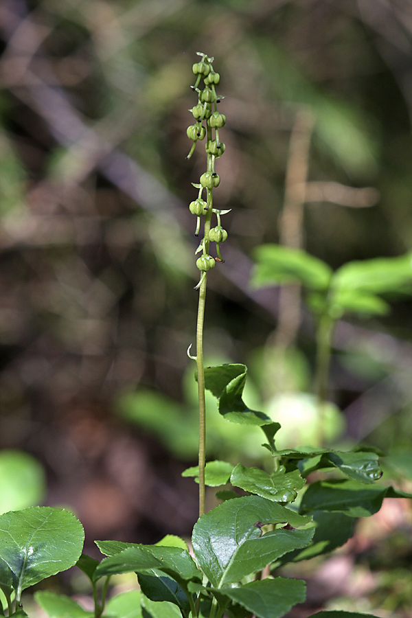 Image of Orthilia secunda specimen.