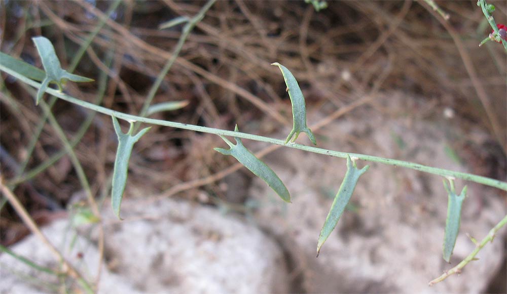 Изображение особи Chenopodium nutans.