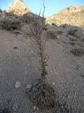 Verbascum speciosum