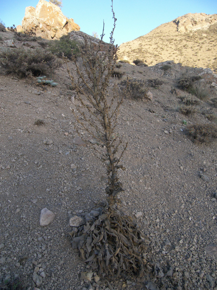 Image of Verbascum speciosum specimen.