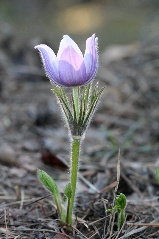 Image of Pulsatilla patens specimen.