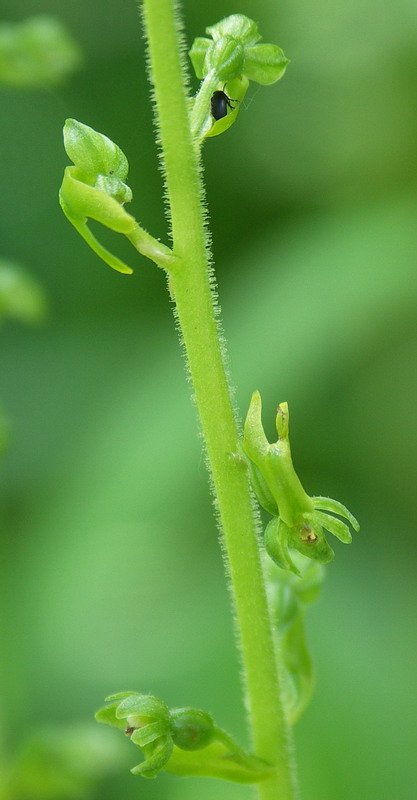 Изображение особи Listera ovata.