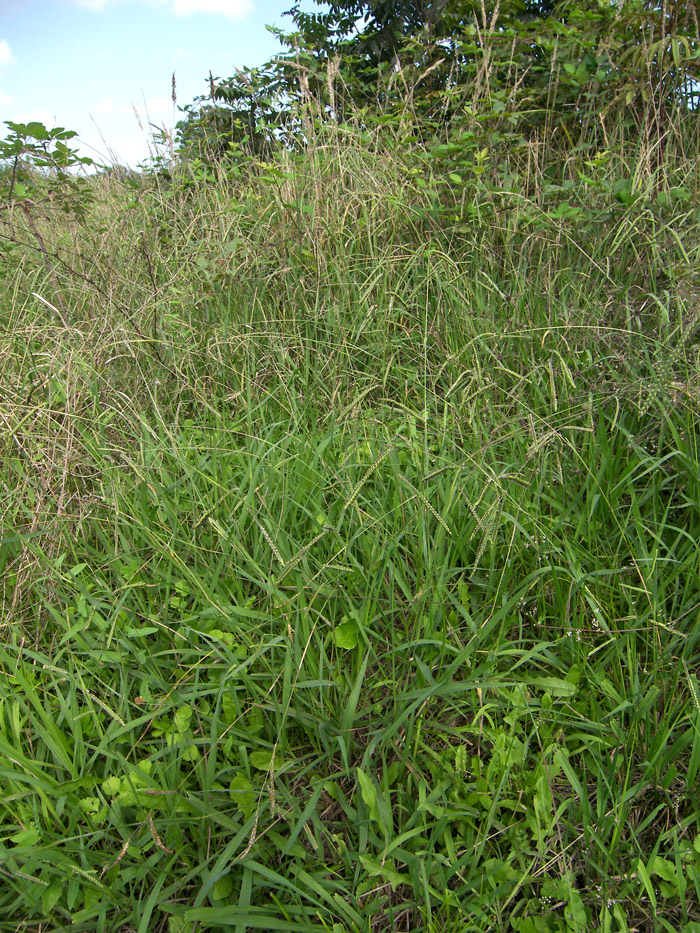 Image of Paspalum dilatatum specimen.